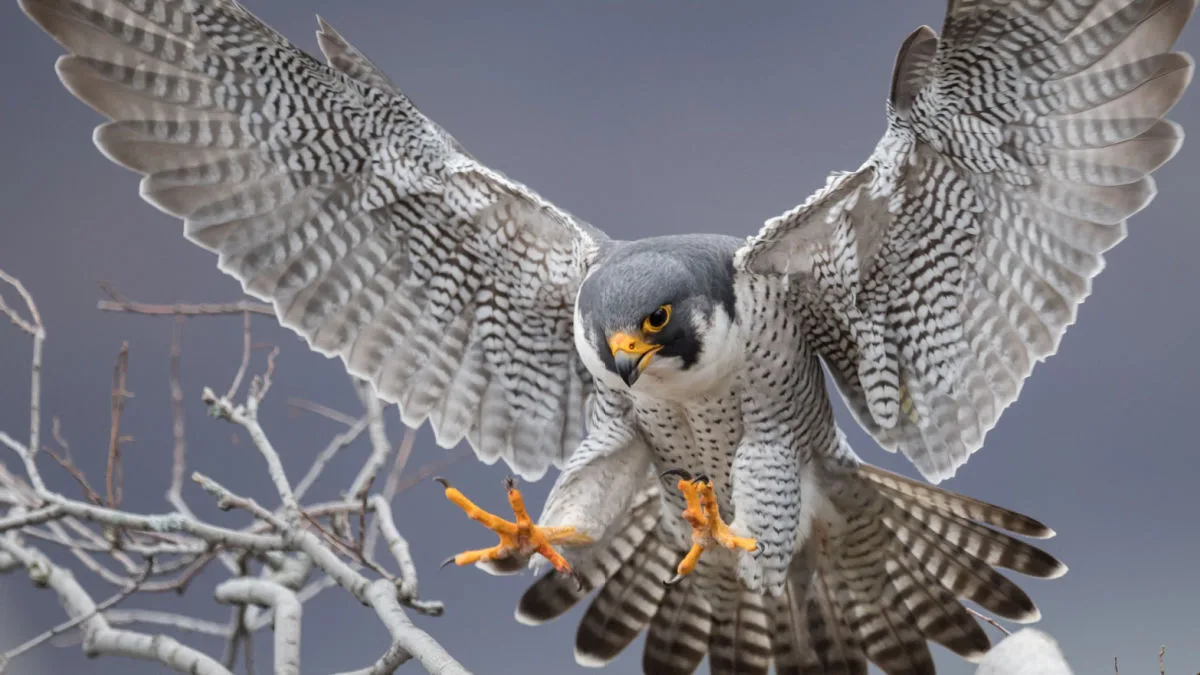 Top 8 des animaux les plus rapides : du ciel aux océans