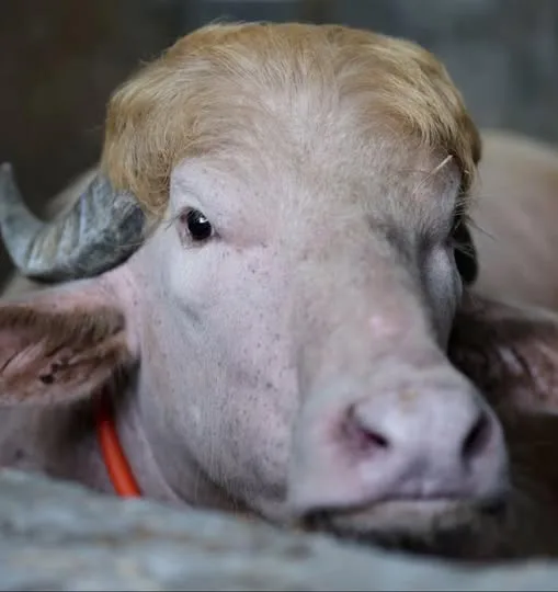 La Vache « Trump » du Bangladesh : De l'Abattoir à la Célébrité Nationale